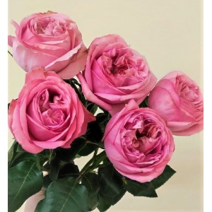 «5 пионовидных роз»