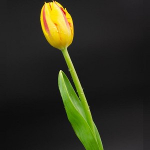 Желтый Тюльпан